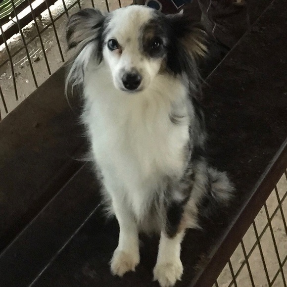 Read please🐾 - Picture 1 of 1